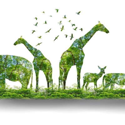 Ethical Values and Anti-Corruption